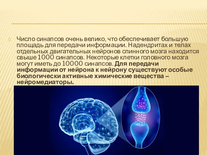 Число синапсов очень велико, что обеспечивает большую площадь для передачи