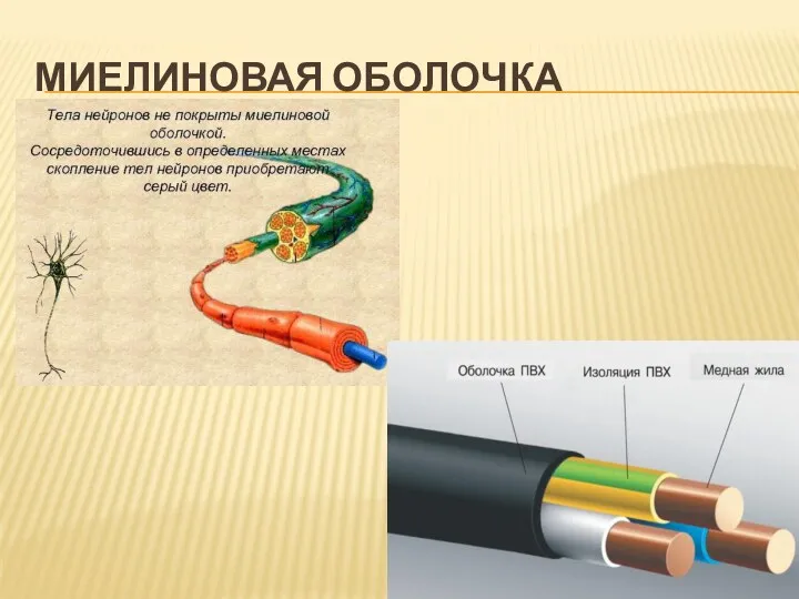 МИЕЛИНОВАЯ ОБОЛОЧКА