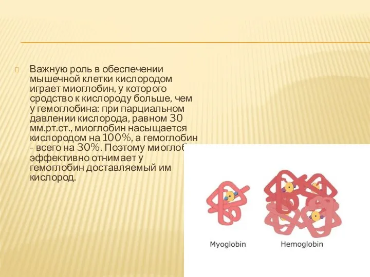 Важную роль в обеспечении мышечной клетки кислородом играет миоглобин, у