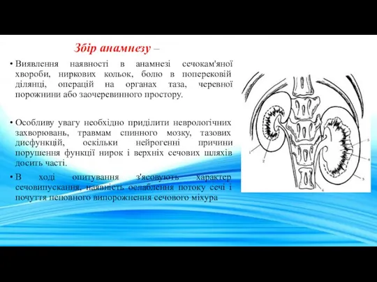 Збір анамнезу – Виявлення наявності в анамнезі сечокам'яної хвороби, ниркових