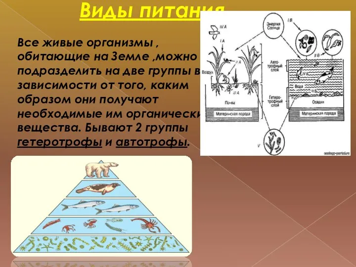 Виды питания. Все живые организмы , обитающие на Земле ,можно