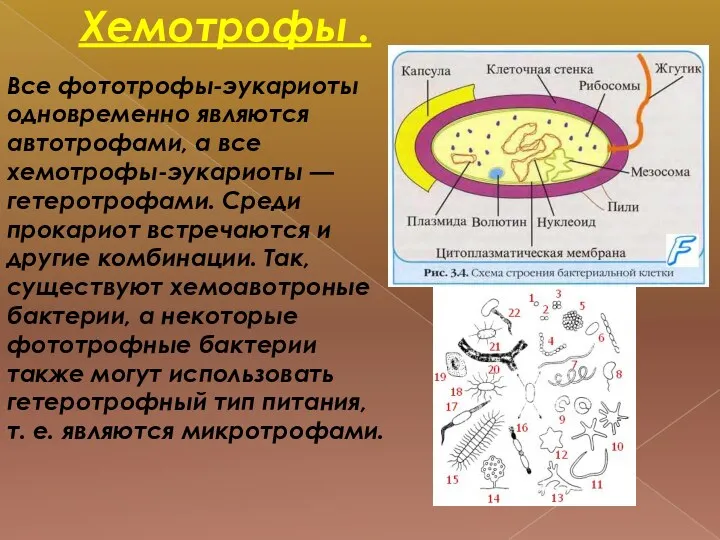 Хемотрофы . Все фототрофы-эукариоты одновременно являются автотрофами, а все хемотрофы-эукариоты