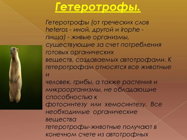 Гетеротрофы. Гетеротрофы (от греческих слов heteros - иной, другой и