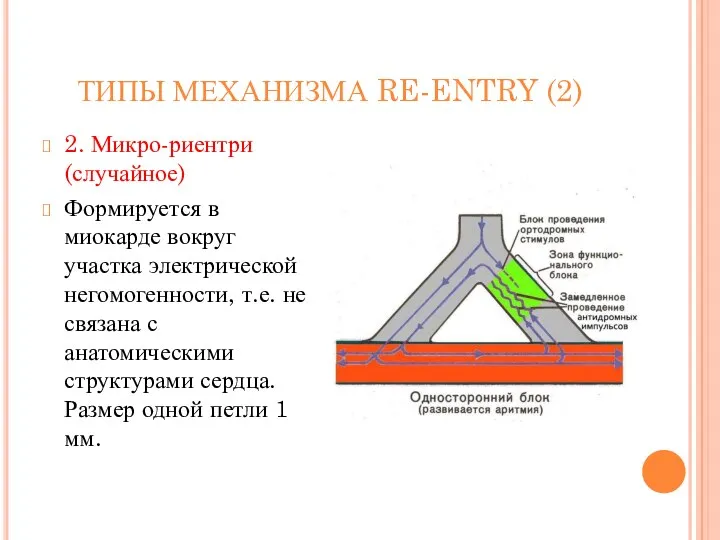 ТИПЫ МЕХАНИЗМА RE-ENTRY (2) 2. Микро-риентри (случайное) Формируется в миокарде