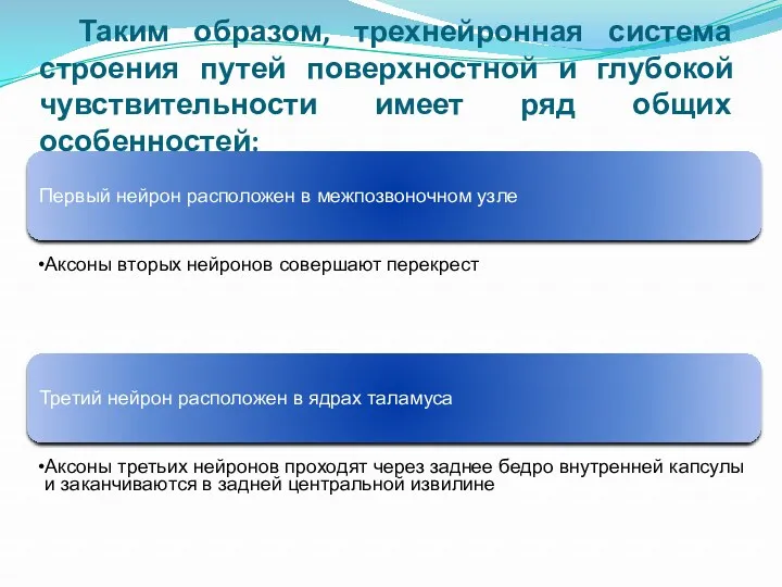 Таким образом, трехнейронная система строения путей поверхностной и глубокой чувствительности