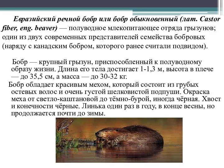 Евразийский речной бобр или бобр обыкновенный (лат. Castor fiber, eng.