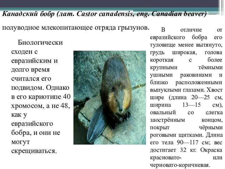 Канадский бобр (лат. Castor canadensis, eng. Canadian beaver) — полуводное