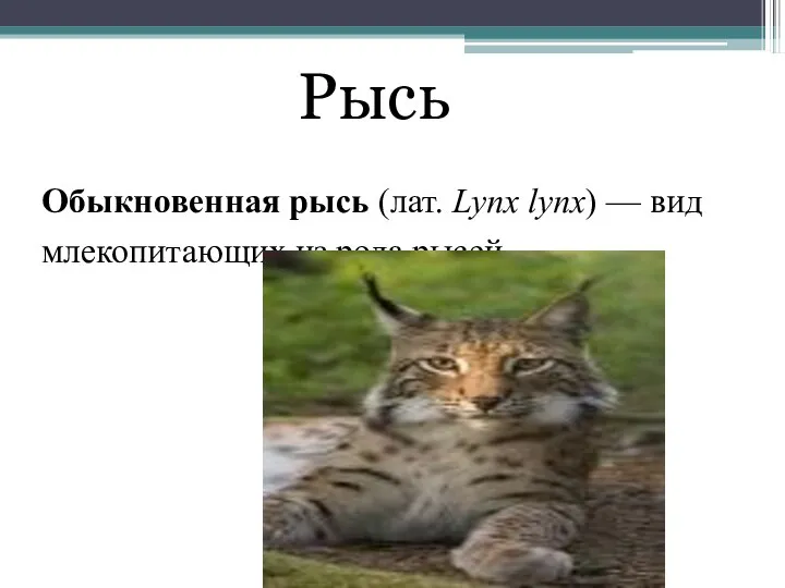 Обыкновенная рысь (лат. Lynx lynx) — вид млекопитающих из рода рысей. Рысь