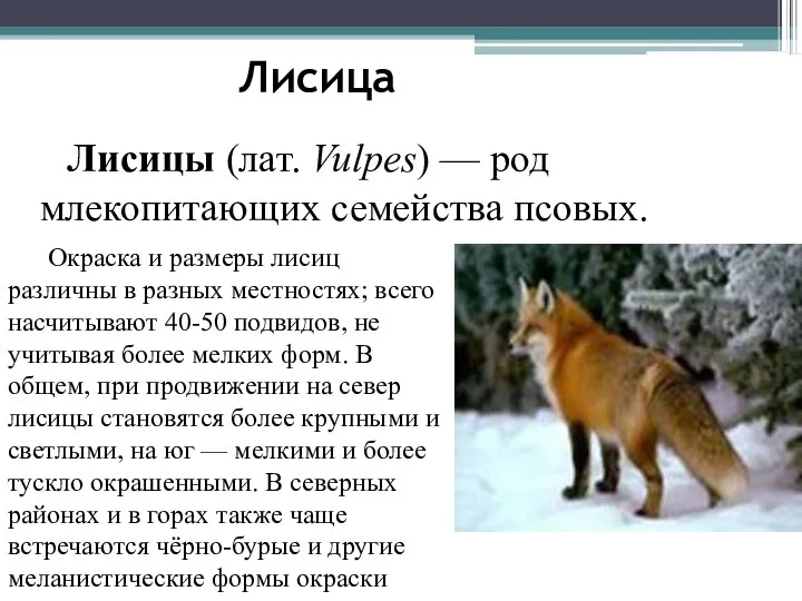 Лисица Лисицы (лат. Vulpes) — род млекопитающих семейства псовых. Окраска