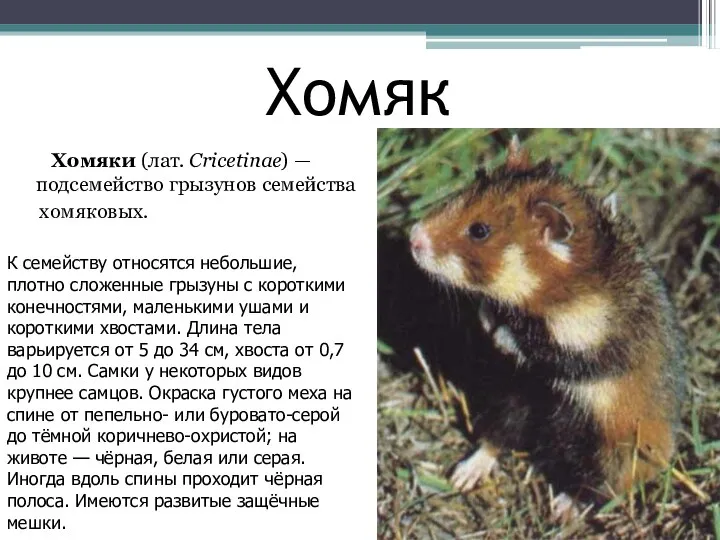 Хомяк Хомяки (лат. Cricetinae) — подсемейство грызунов семейства хомяковых. К