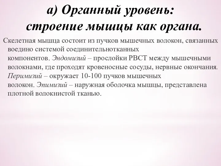 а) Органный уровень: строение мышцы как органа. Скелетная мышца состоит из пучков мышечных