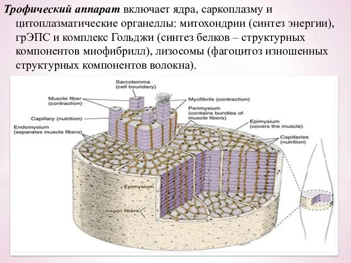 Трофический аппарат включает ядра, саркоплазму и цитоплазматические органеллы: митохондрии (синтез