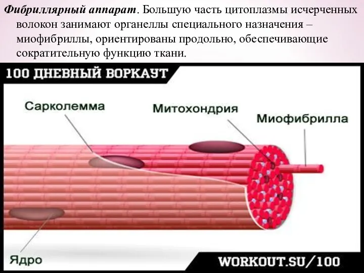 Фибриллярный аппарат. Большую часть цитоплазмы исчерченных волокон занимают органеллы специального