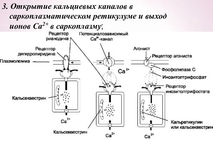 3. Открытие кальциевых каналов в саркоплазматическом ретикулуме и выход ионов Са2+ в саркоплазму;