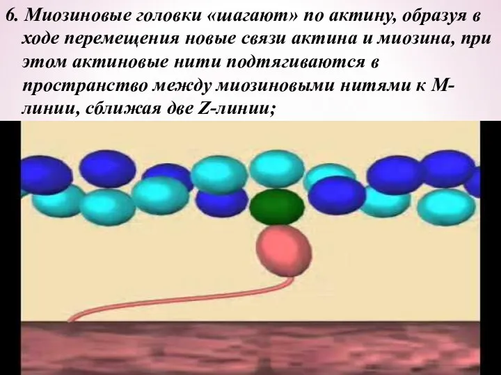 6. Миозиновые головки «шагают» по актину, образуя в ходе перемещения новые связи актина