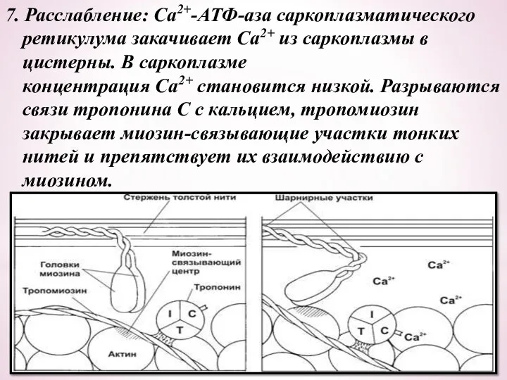 7. Расслабление: Са2+-АТФ-аза саркоплазматического ретикулума закачивает Са2+ из саркоплазмы в цистерны. В саркоплазме