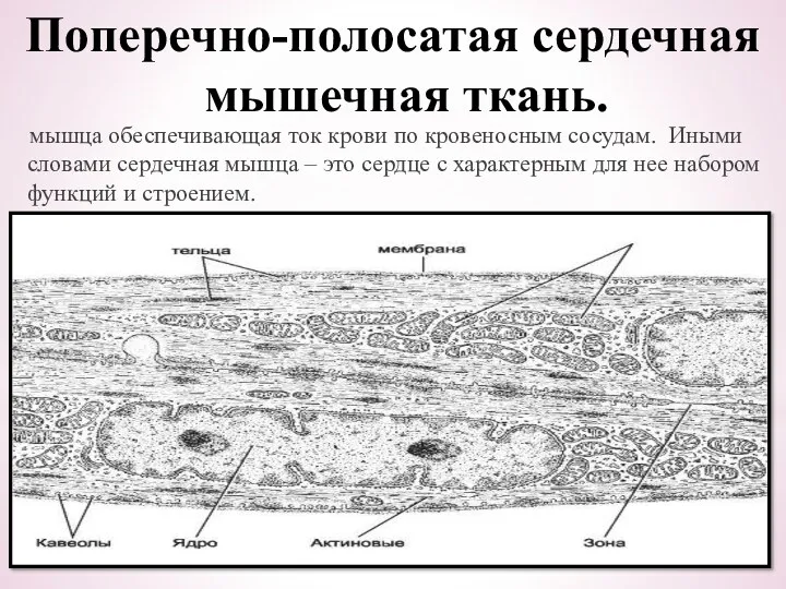 Поперечно-полосатая сердечная мышечная ткань. мышца обеспечивающая ток крови по кровеносным