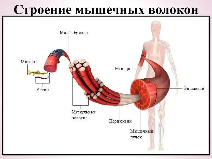 Строение мышечных волокон