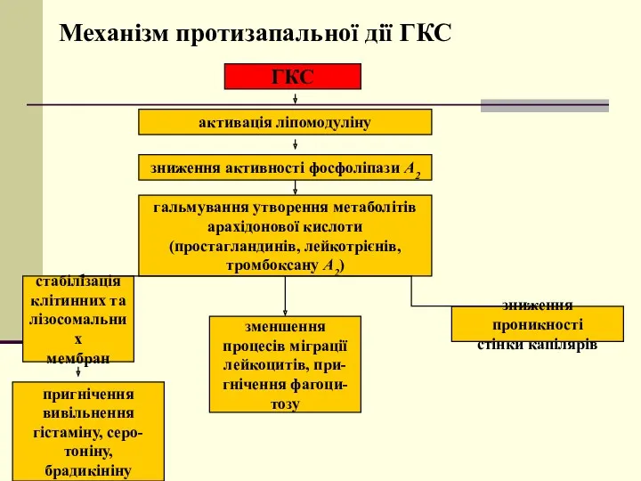 Механізм протизапальної дії ГКС ГКС активація ліпомодуліну зниження активності фосфоліпази