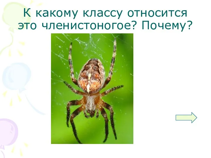 К какому классу относится это членистоногое? Почему?