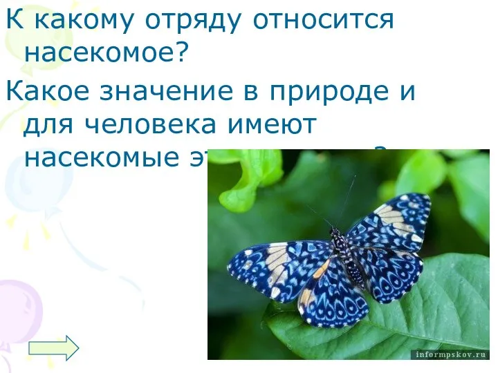 К какому отряду относится насекомое? Какое значение в природе и для человека имеют насекомые этого отряда?