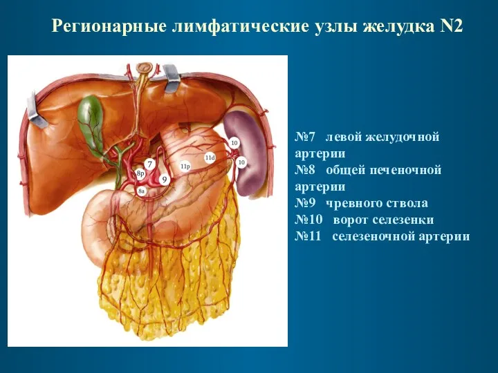 Регионарные лимфатические узлы желудка N2 №7 левой желудочной артерии №8