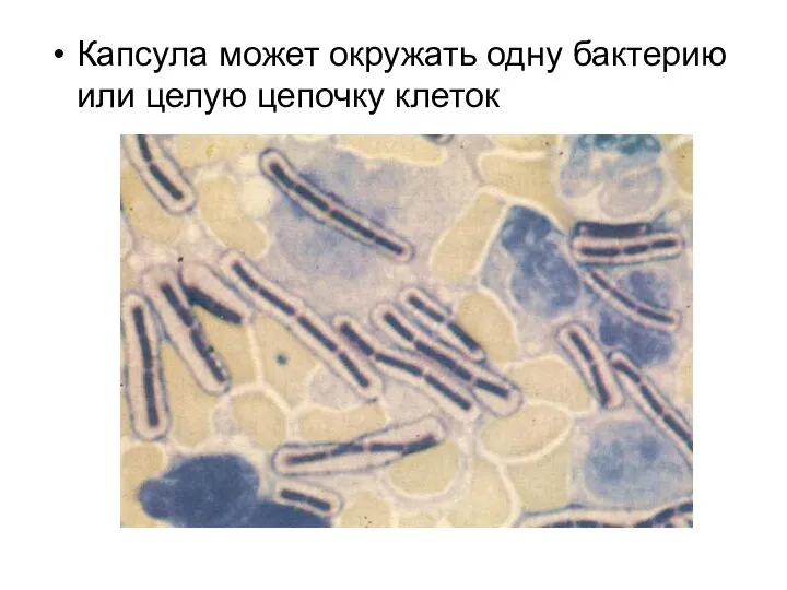 Капсула может окружать одну бактерию или целую цепочку клеток