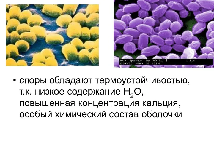 споры обладают термоустойчивостью, т.к. низкое содержание H2O, повышенная концентрация кальция, особый химический состав оболочки