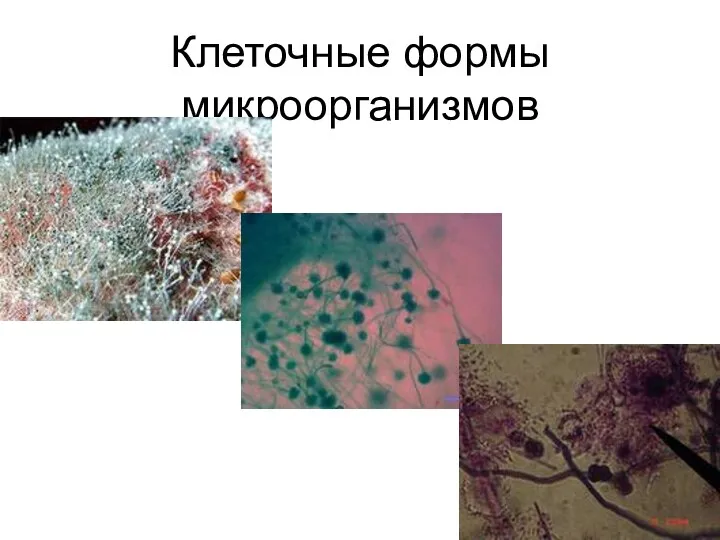 Клеточные формы микроорганизмов