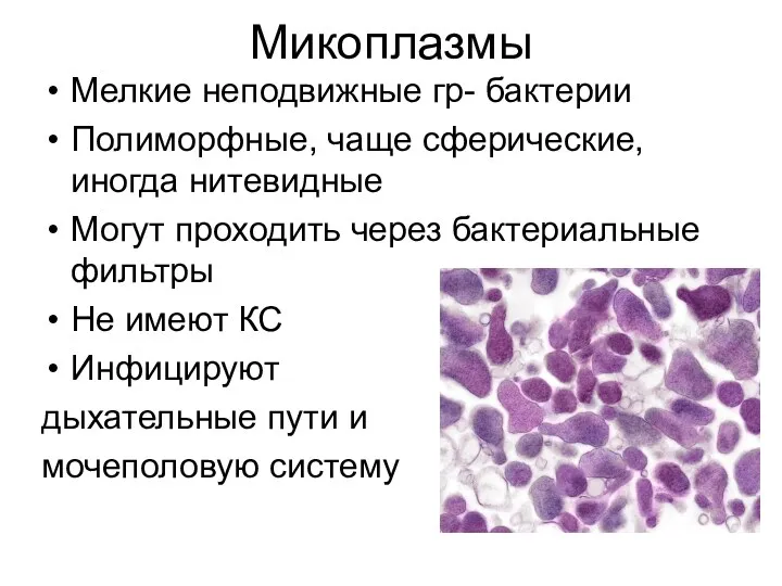 Микоплазмы Мелкие неподвижные гр- бактерии Полиморфные, чаще сферические, иногда нитевидные