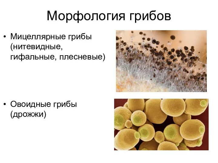 Морфология грибов Мицеллярные грибы (нитевидные, гифальные, плесневые) Овоидные грибы (дрожжи)
