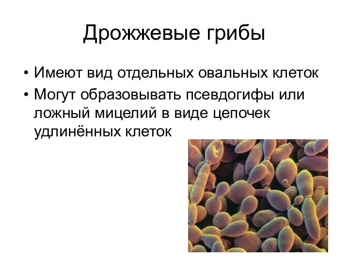 Дрожжевые грибы Имеют вид отдельных овальных клеток Могут образовывать псевдогифы