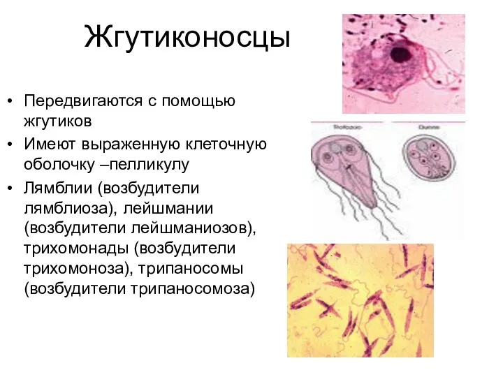 Жгутиконосцы Передвигаются с помощью жгутиков Имеют выраженную клеточную оболочку –пелликулу