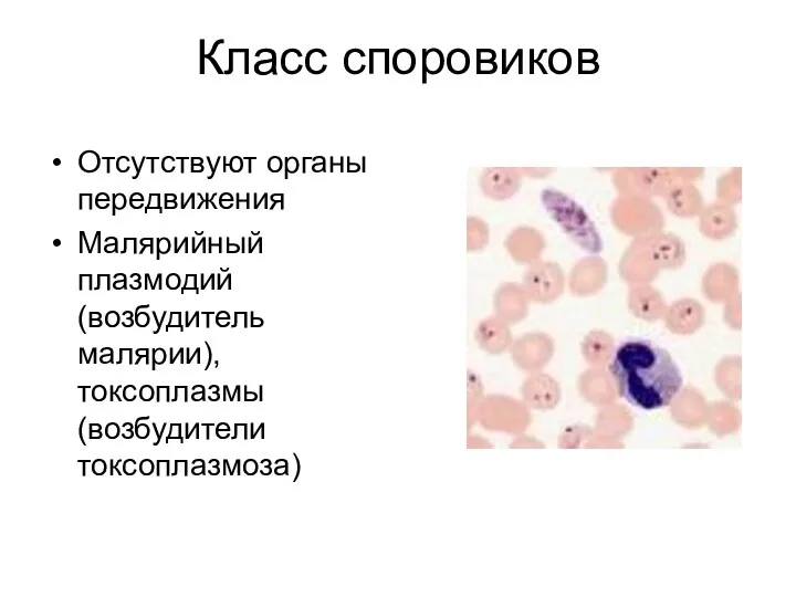 Класс споровиков Отсутствуют органы передвижения Малярийный плазмодий (возбудитель малярии), токсоплазмы (возбудители токсоплазмоза)