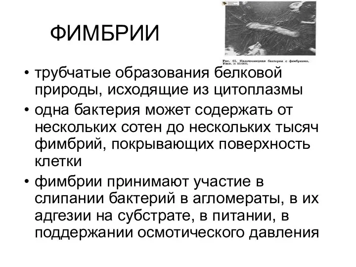 ФИМБРИИ трубчатые образования белковой природы, исходящие из цитоплазмы одна бактерия