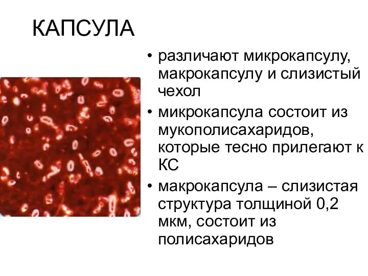 КАПСУЛА различают микрокапсулу, макрокапсулу и слизистый чехол микрокапсула состоит из