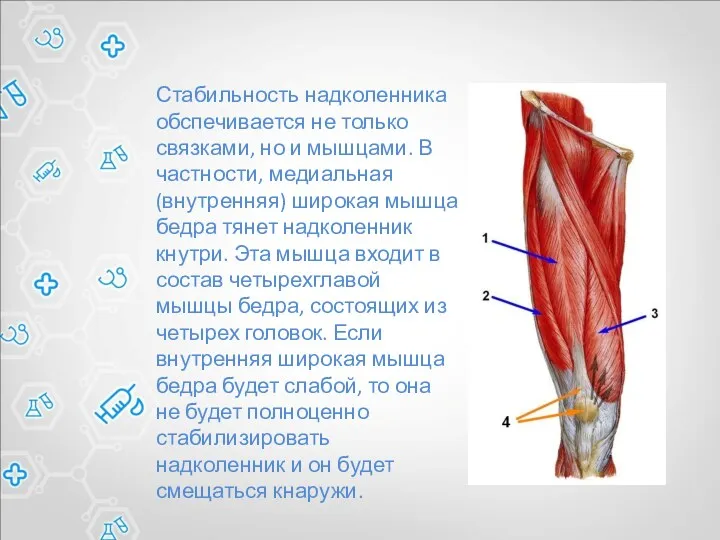 Стабильность надколенника обспечивается не только связками, но и мышцами. В