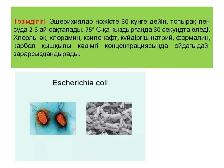 Төзімділігі. Эшерихиялар нәжісте 30 күнге дейін, топырақ пен суда 2-3