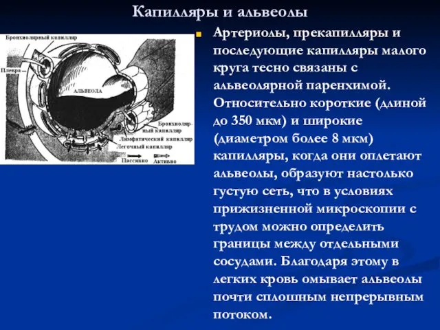 Капилляры и альвеолы Артериолы, прекапилляры и последующие капилляры малого круга