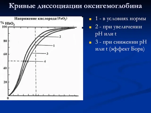 Кривые диссоциации оксигемоглобина 1 - в условиях нормы 2 -