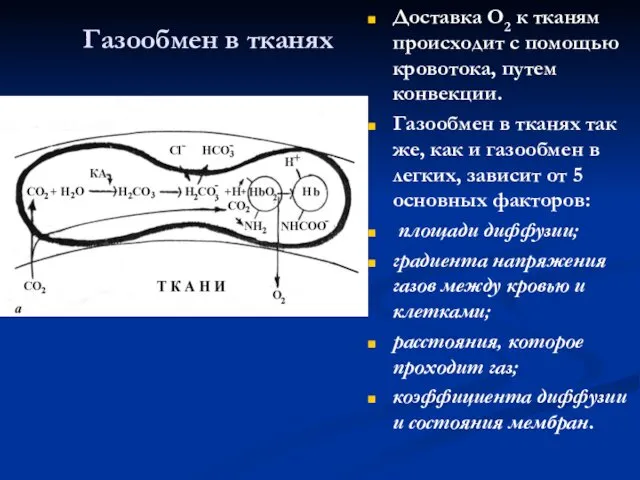 Газообмен в тканях Доставка О2 к тканям происходит с помощью