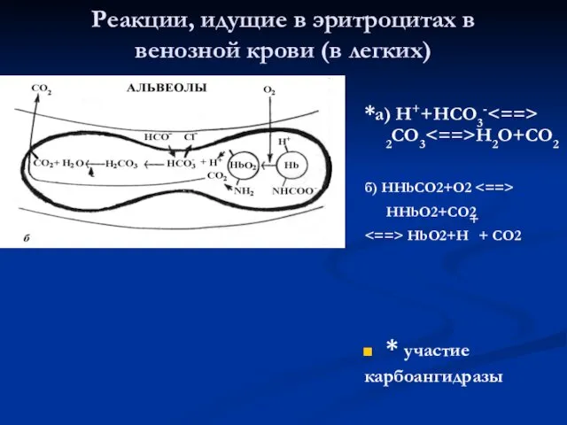 Реакции, идущие в эритроцитах в венозной крови (в легких) *а)