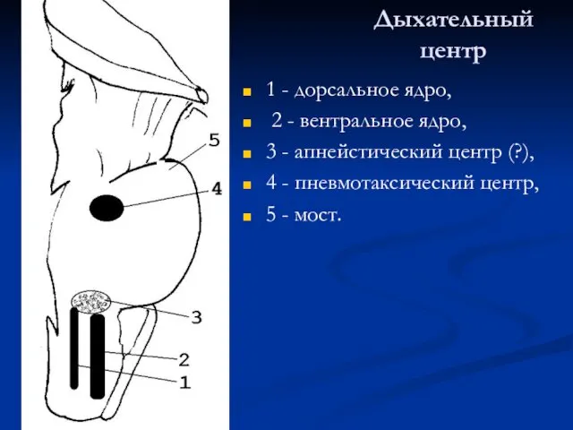 Дыхательный центр 1 - дорсальное ядро, 2 - вентральное ядро,