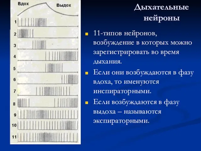 Дыхательные нейроны 11-типов нейронов, возбуждение в которых можно зарегистрировать во