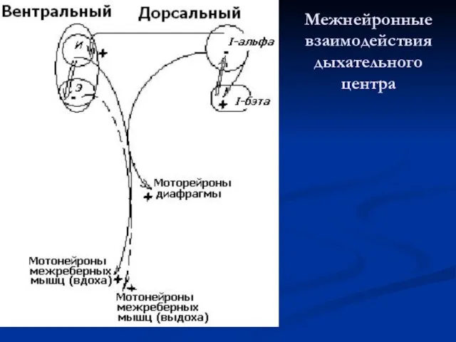 Межнейронные взаимодействия дыхательного центра