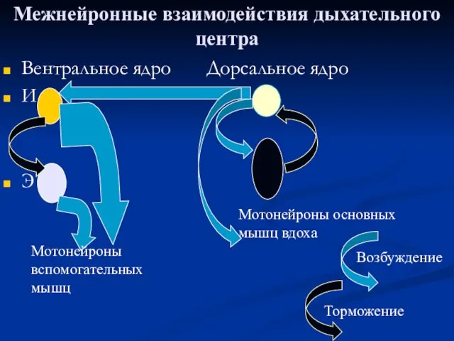 Межнейронные взаимодействия дыхательного центра Вентральное ядро Дорсальное ядро И Iα