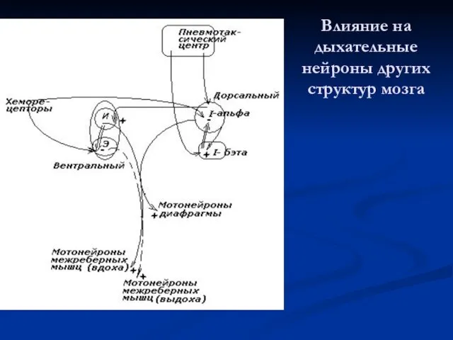 Влияние на дыхательные нейроны других структур мозга