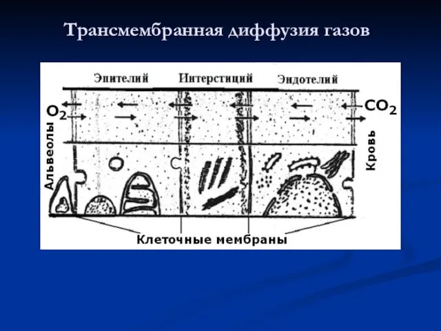 Трансмембранная диффузия газов