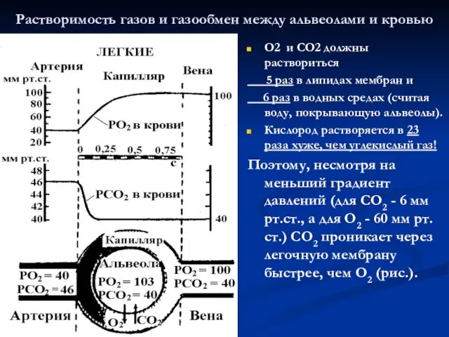 Растворимость газов и газообмен между альвеолами и кровью О2 и