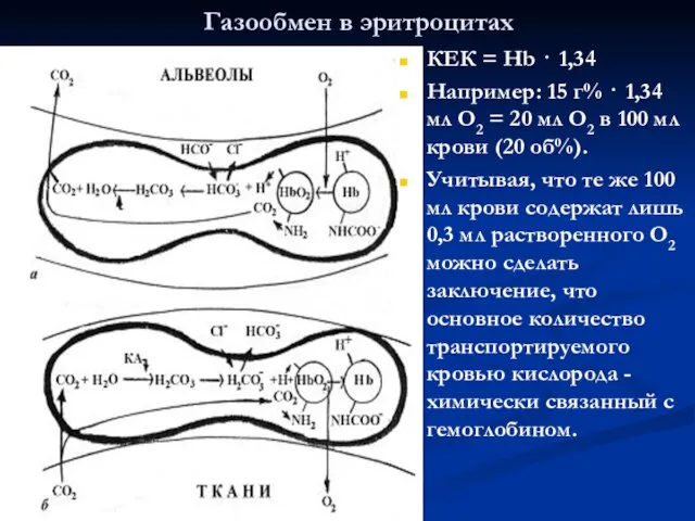 Газообмен в эритроцитах КЕК = Нb ⋅ 1,34 Например: 15